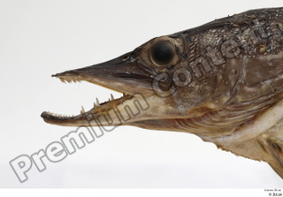 Northern pike head mouth 0001.jpg